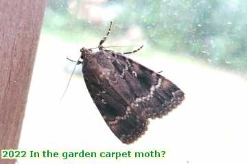  gard 2022 In the garden carpet moth?