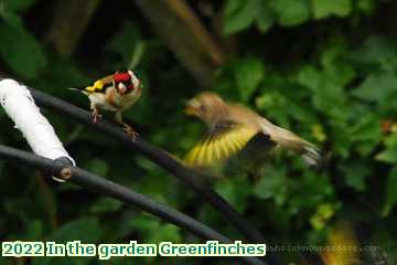  gard 2022 In the garden Greenfinches