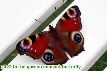  gard 2022 In the garden oeacock butterfly