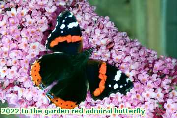  gard 2022 In the garden red admiral butterfly