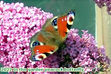  gard 2022 In the garden peacock butterfly