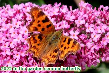  gard 2022 In the garden comma butterfly