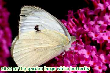  gard 2022 In the garden large white butterfly