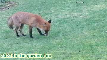  gard 2022 In the garden Fox