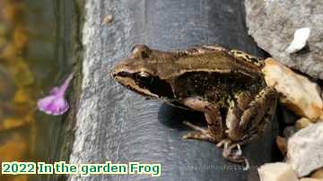  gard 2022 In the garden Frog