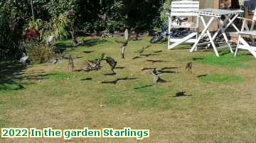  gard 2022 In the garden Starlings