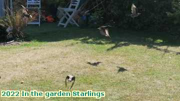  gard 2022 In the garden Starlings