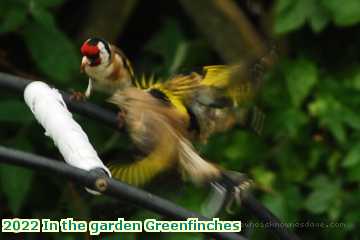  gard 2022 In the garden Greenfinches