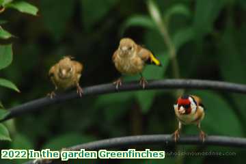  gard 2022 In the garden Greenfinches