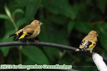  gard 2022 In the garden Greenfinches