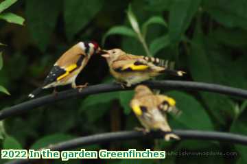  gard 2022 In the garden Greenfinches