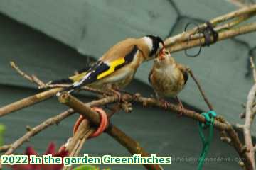  gard 2022 In the garden Greenfinches