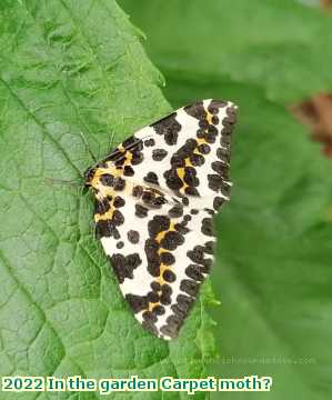  gard 2022 In the garden Carpet moth?