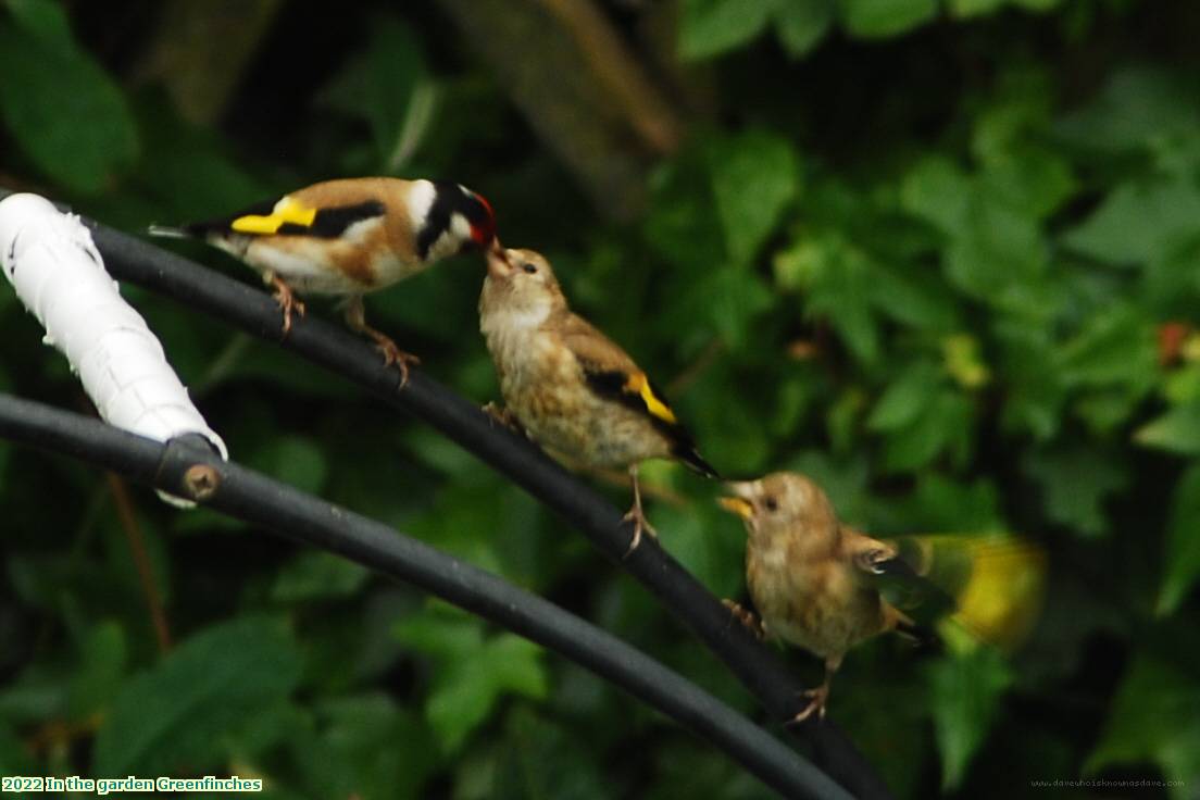 2022 In the garden Greenfinches