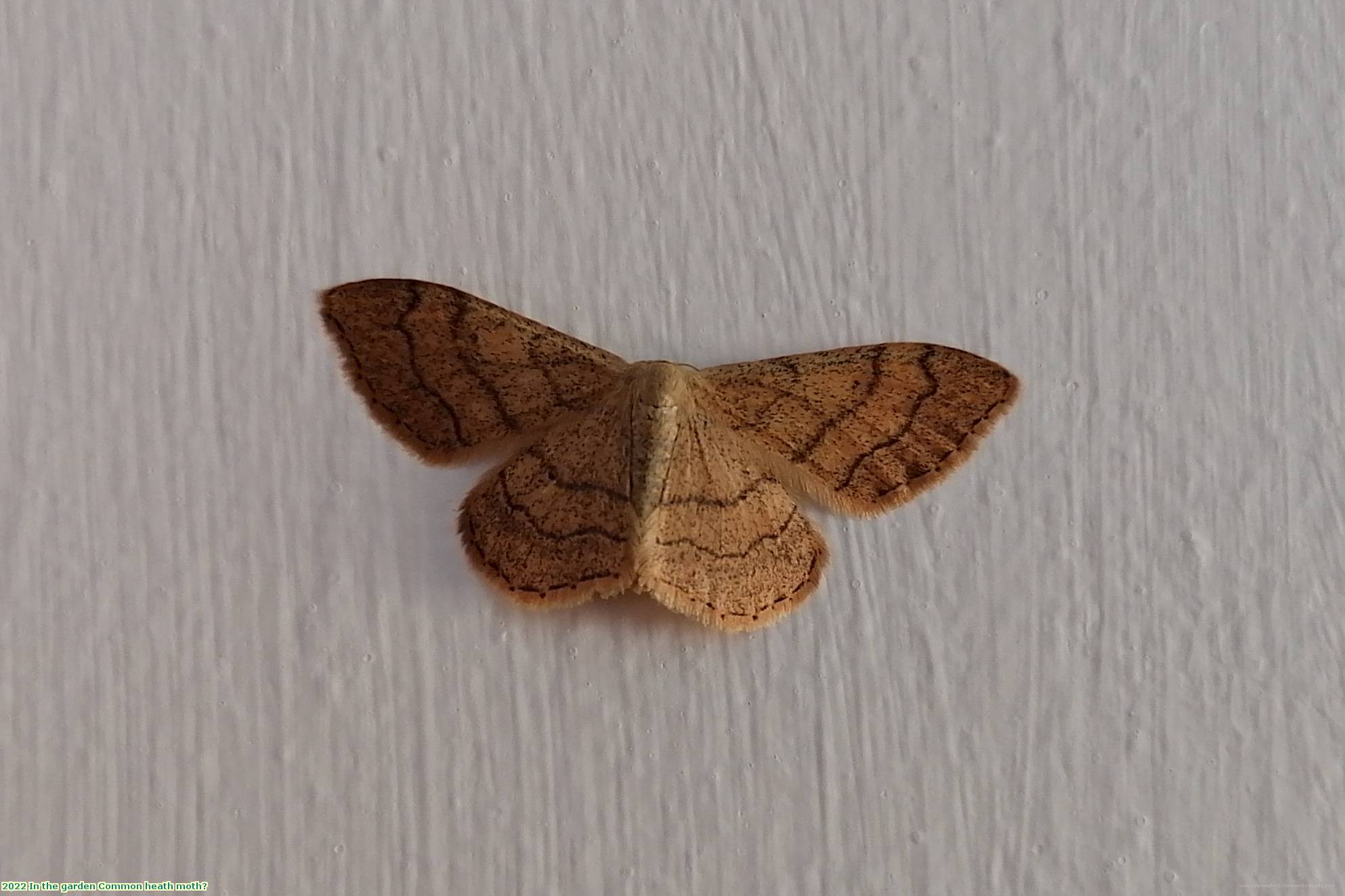 2022 In the garden Common heath moth?