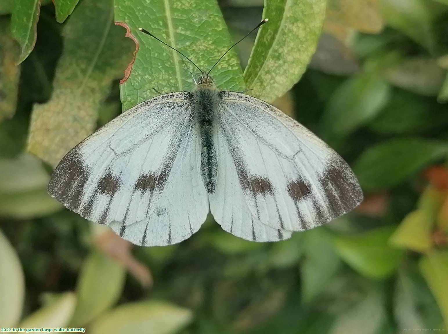 2022 In the garden large white butterfly