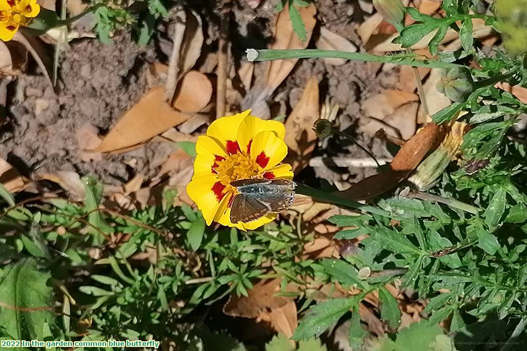 2022 In the garden common blue butterfly