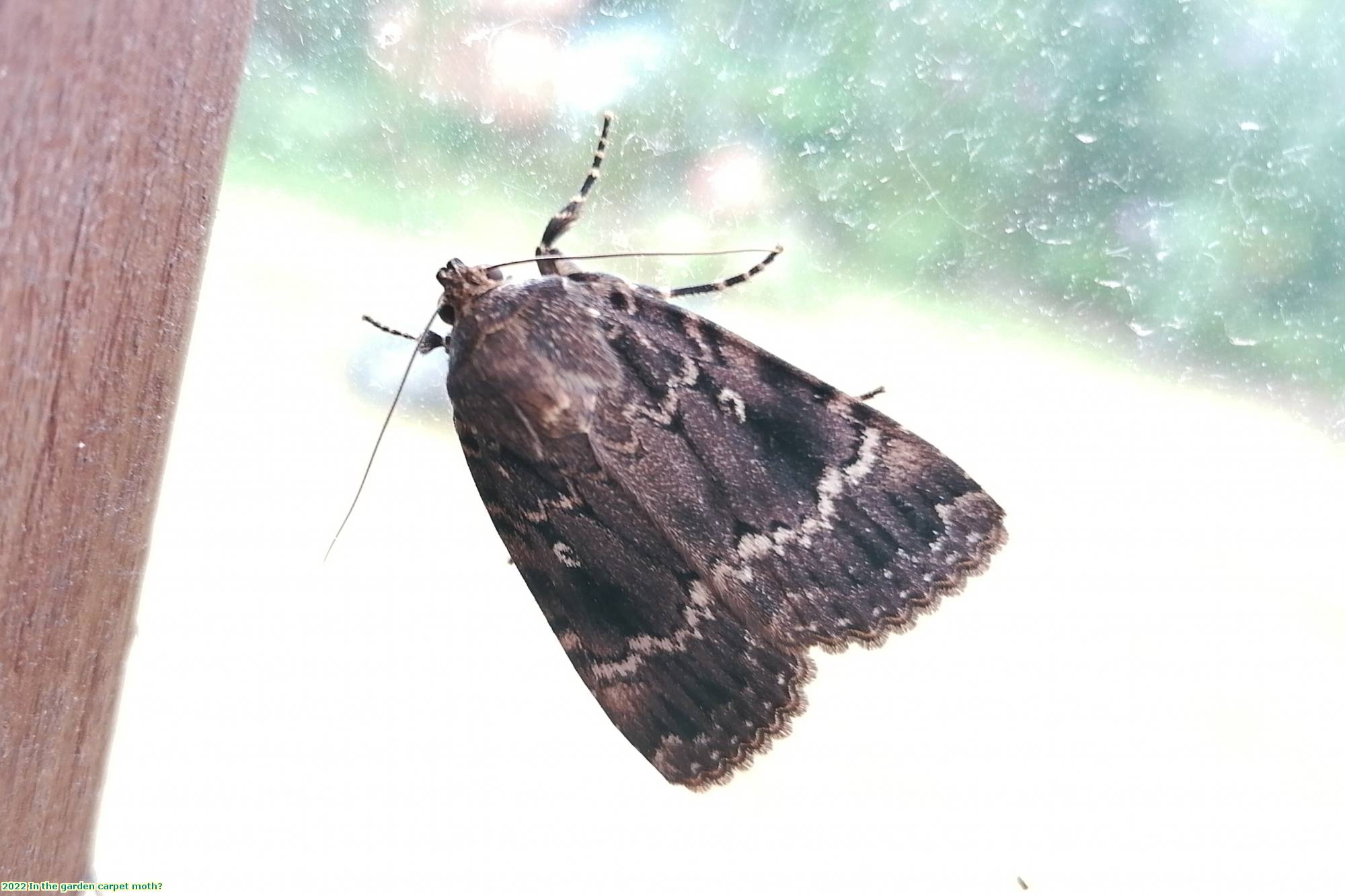 2022 In the garden carpet moth?