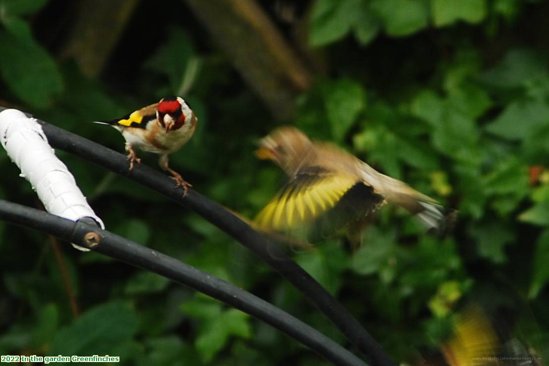 2022 In the garden Greenfinches