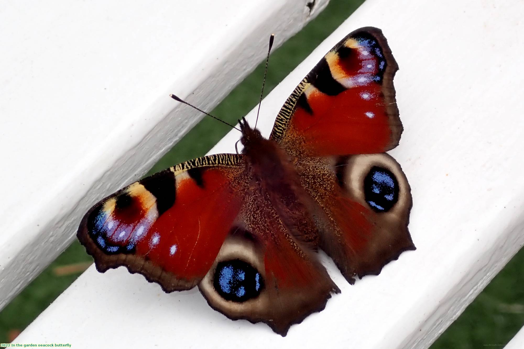 2022 In the garden oeacock butterfly