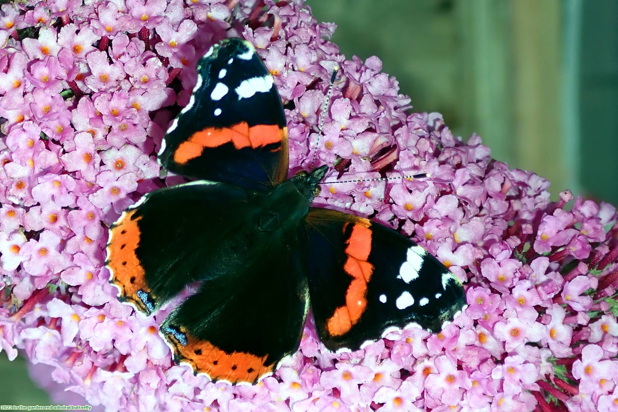 2022 In the garden red admiral butterfly