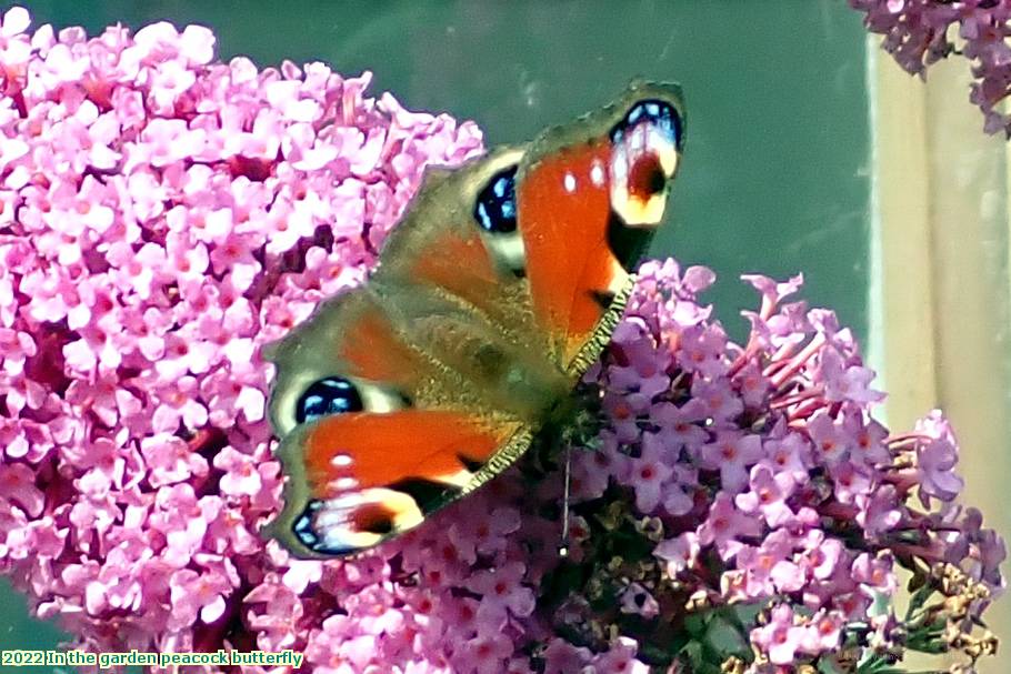 2022 In the garden peacock butterfly