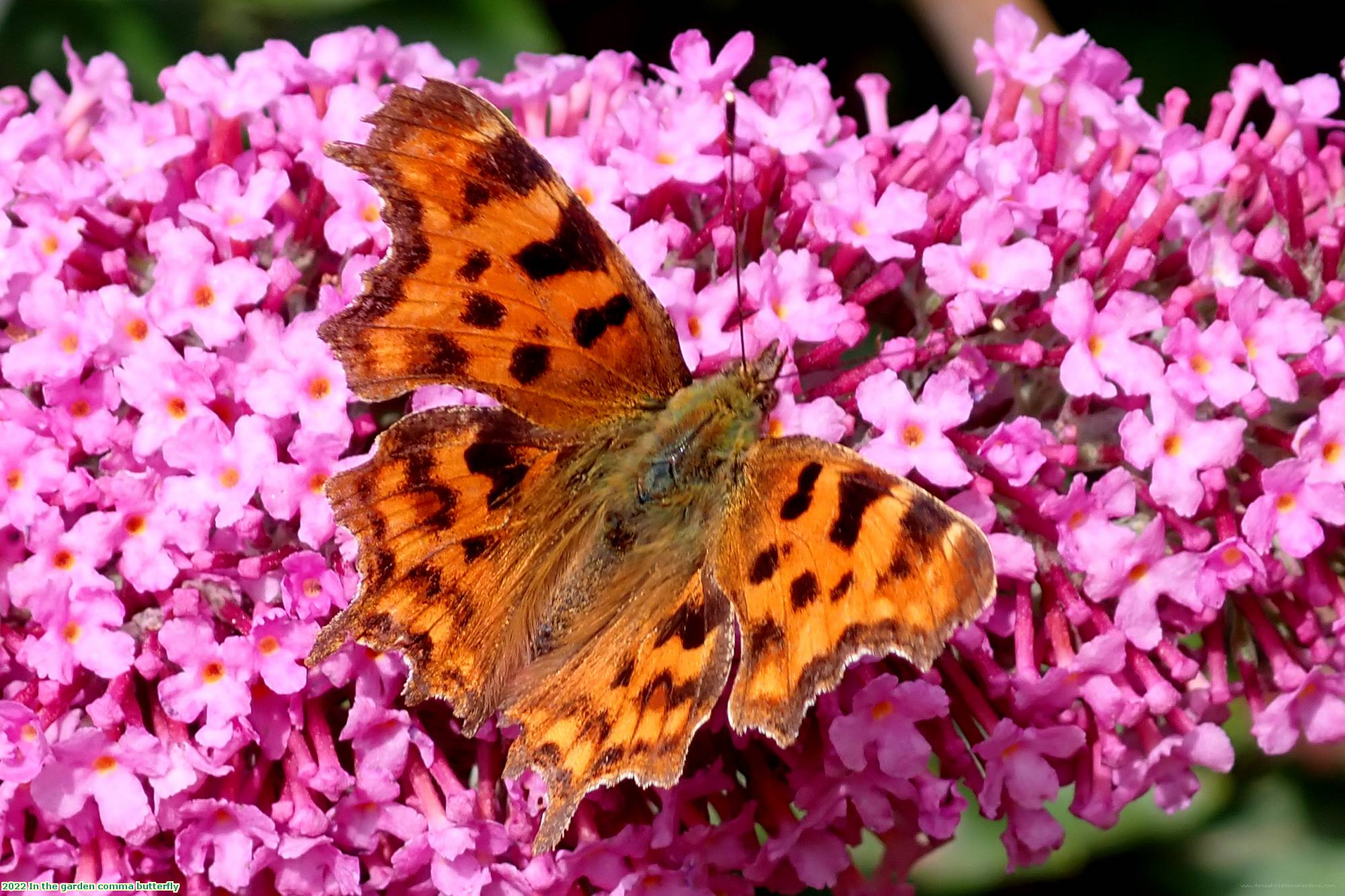 2022 In the garden comma butterfly