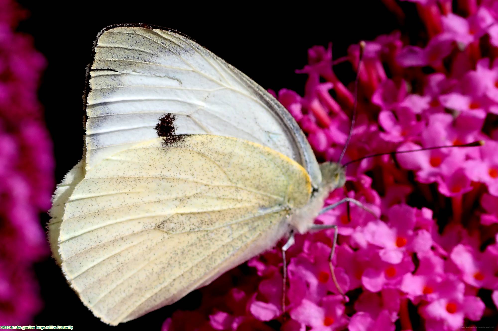 2022 In the garden large white butterfly