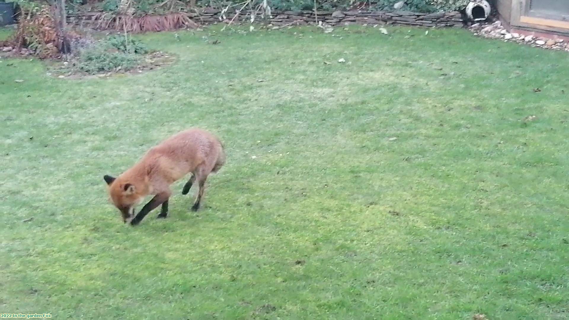 2022 In the garden Fox