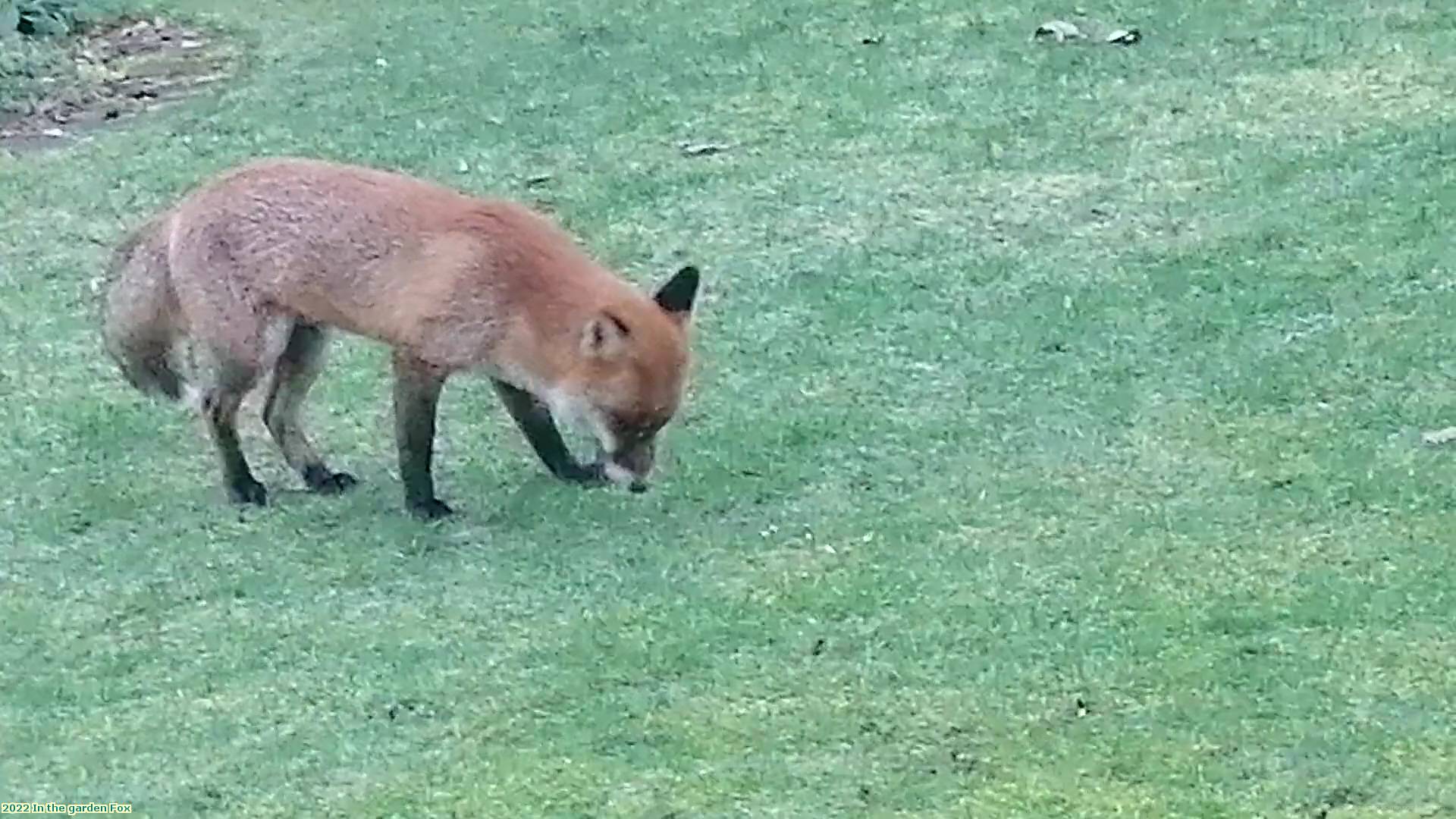 2022 In the garden Fox