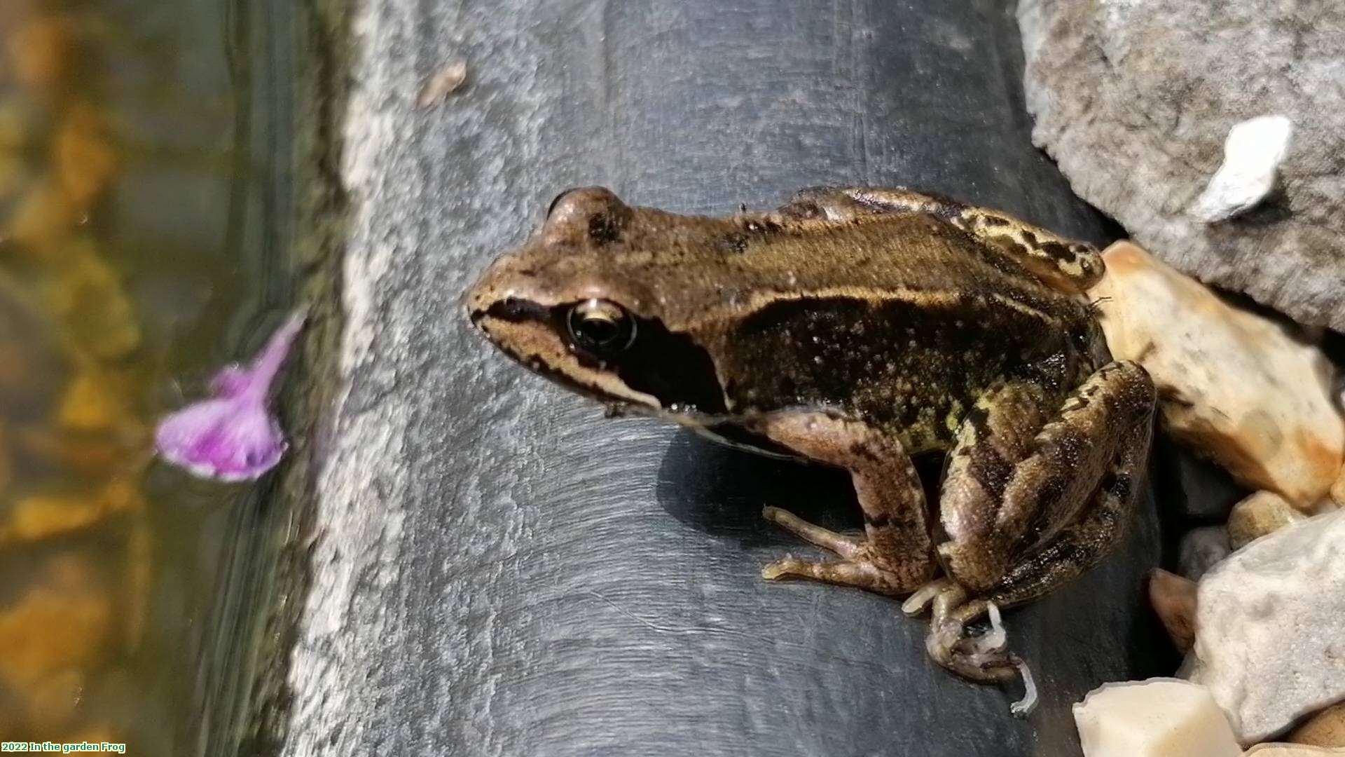 2022 In the garden Frog