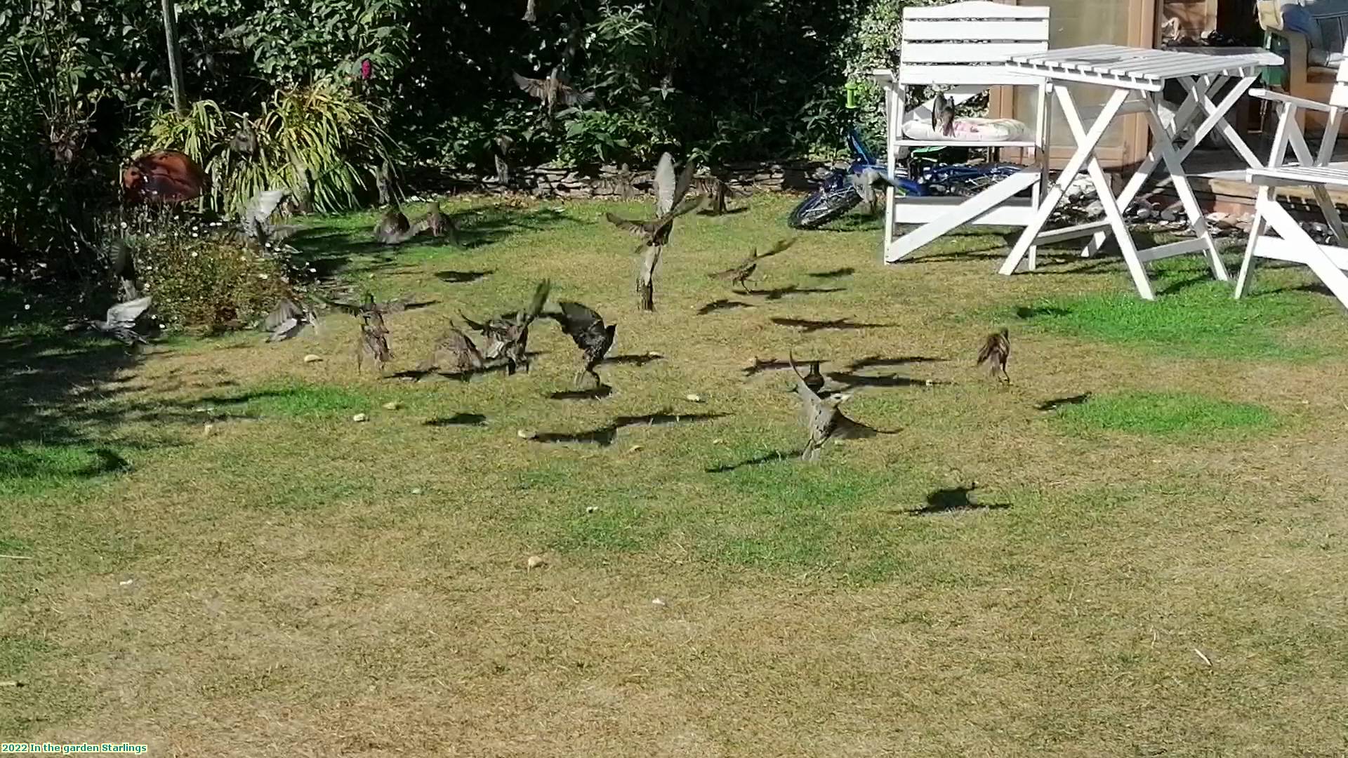 2022 In the garden Starlings