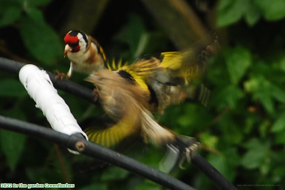 2022 In the garden Greenfinches