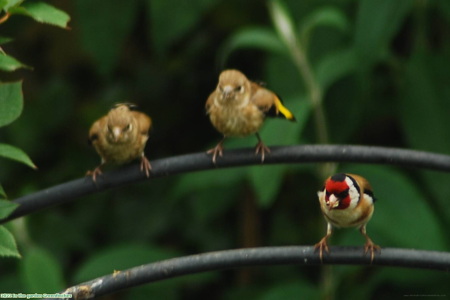 2022 In the garden Greenfinches