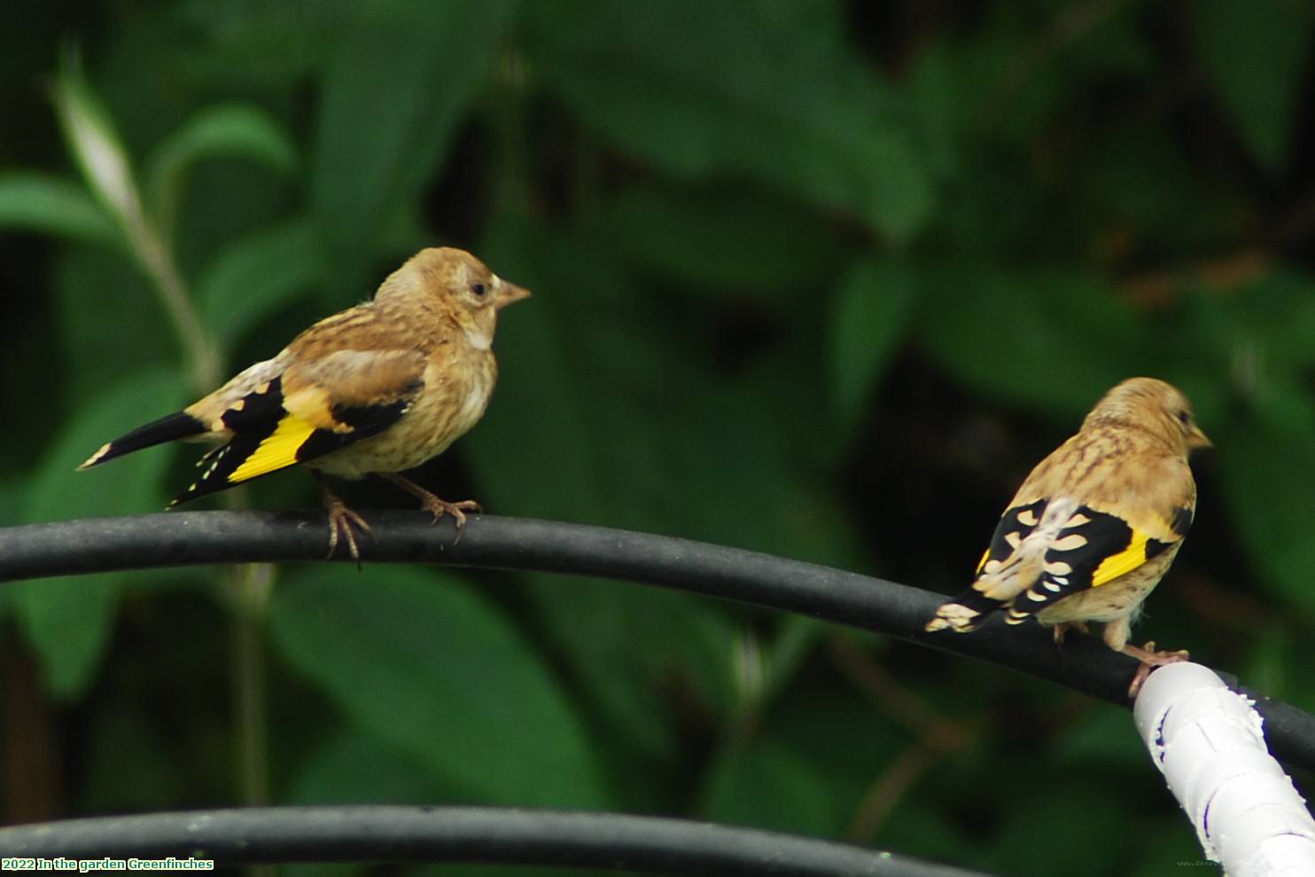 2022 In the garden Greenfinches