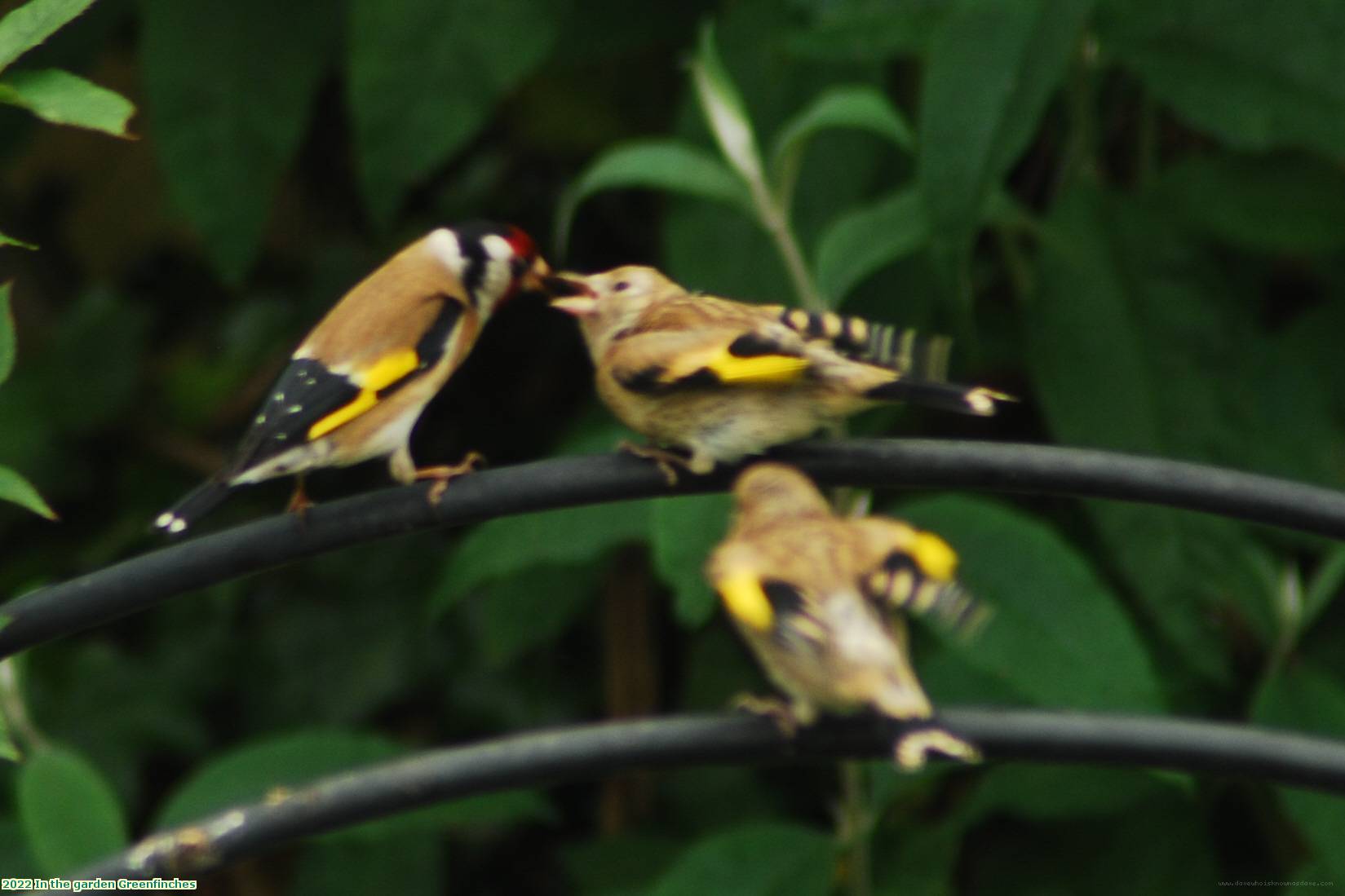 2022 In the garden Greenfinches