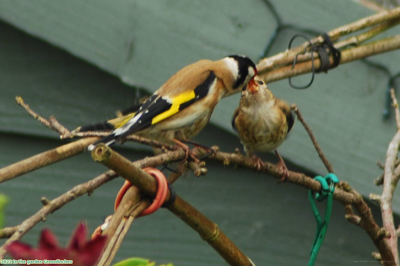 2022 In the garden Greenfinches