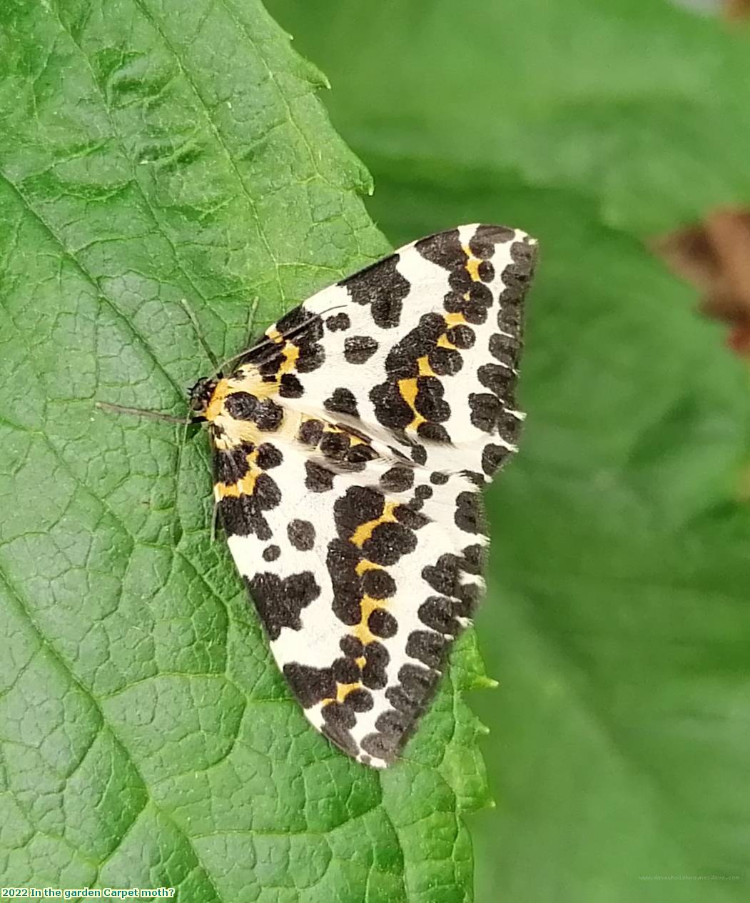 2022 In the garden Carpet moth?