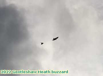  heath 2022 Gentleshaw Heath buzzard