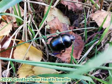  heath 2022 Gentleshaw Heath beetle