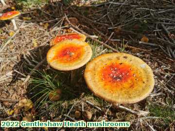  heath 2022 Gentleshaw Heath mushrooms