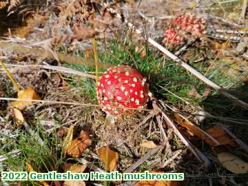  heath 2022 Gentleshaw Heath mushrooms