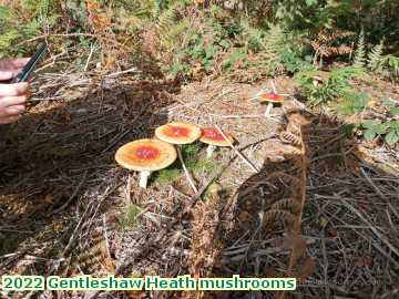  heath 2022 Gentleshaw Heath mushrooms