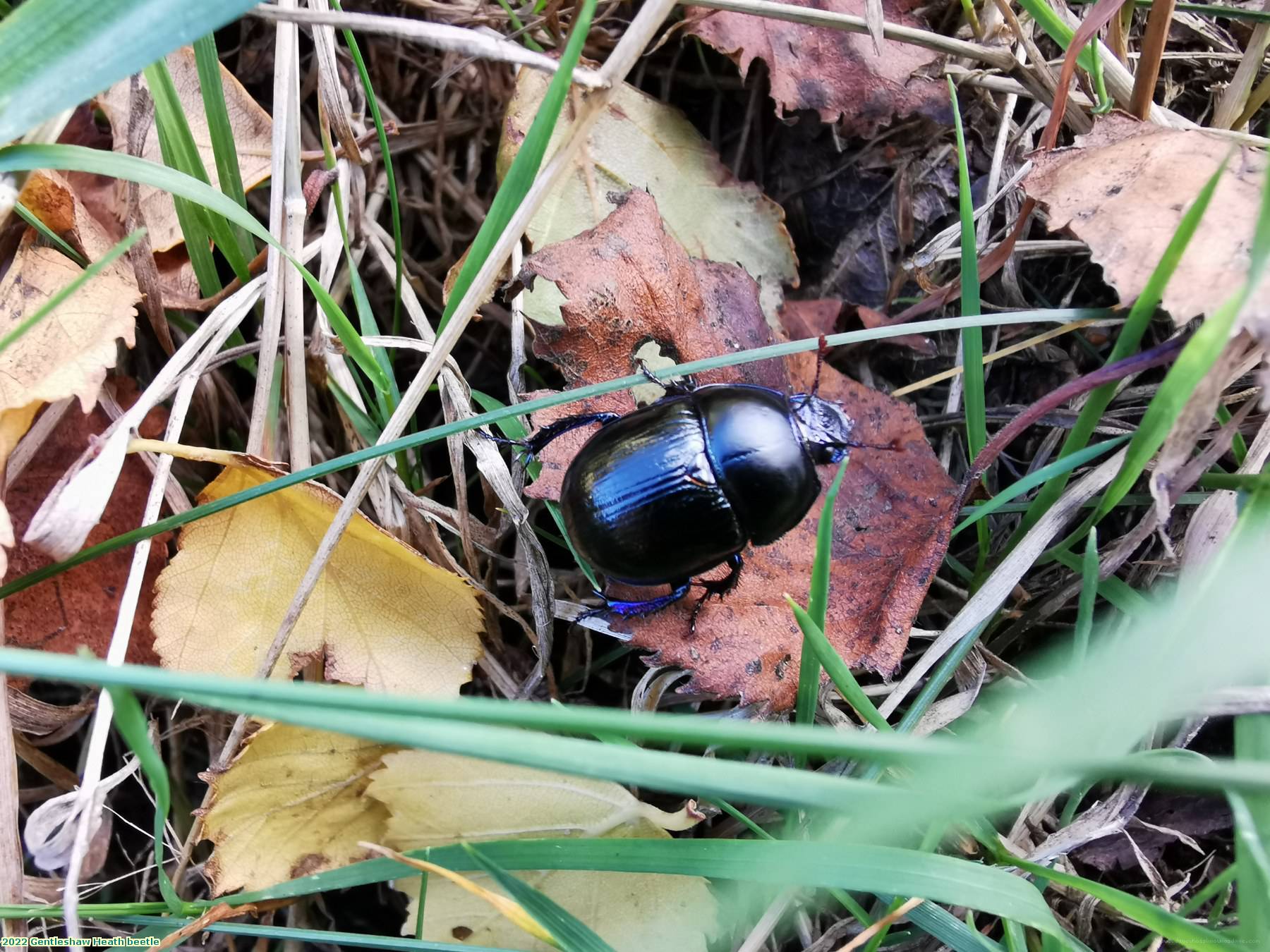 2022 Gentleshaw Heath beetle