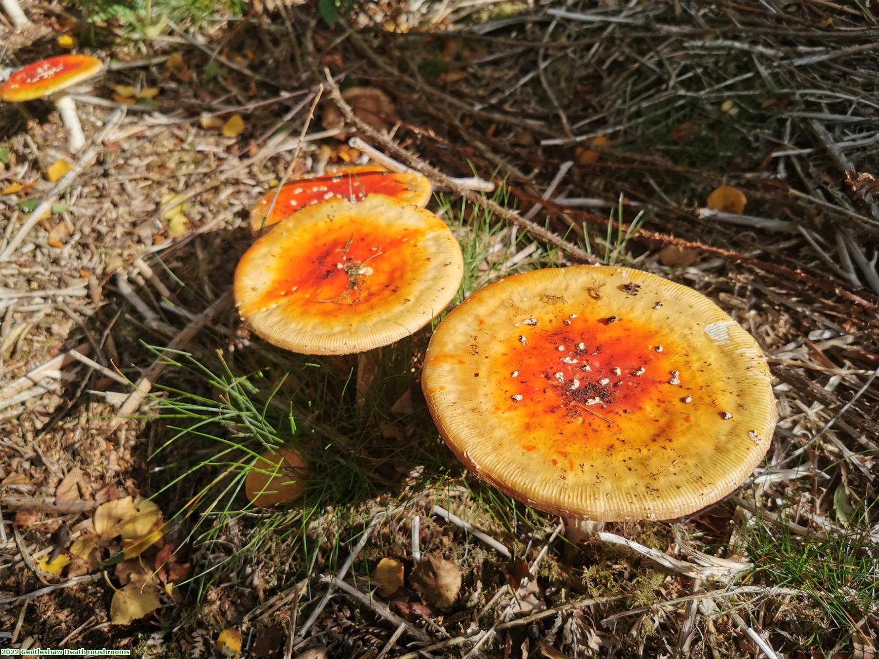 2022 Gentleshaw Heath mushrooms