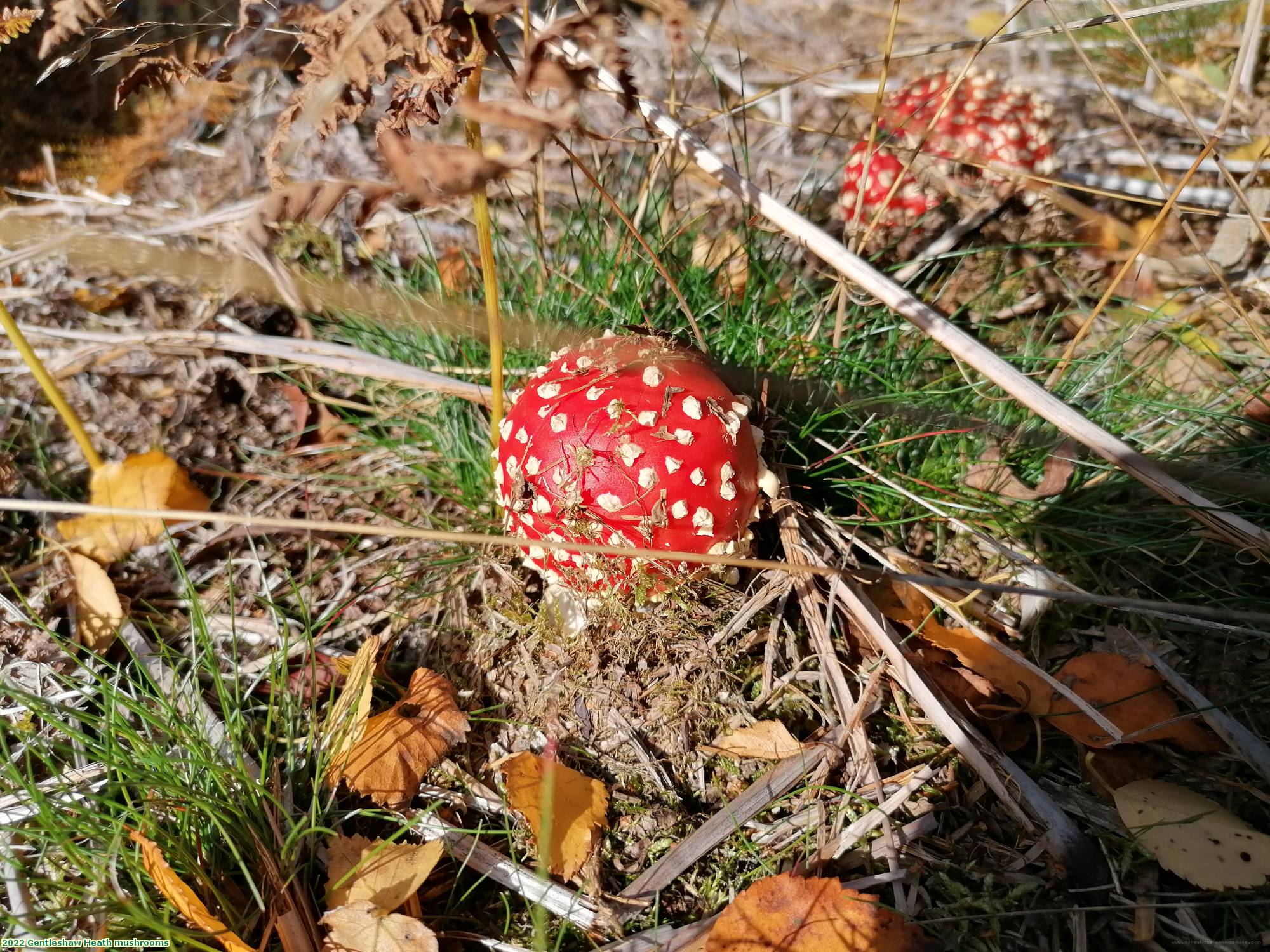 2022 Gentleshaw Heath mushrooms