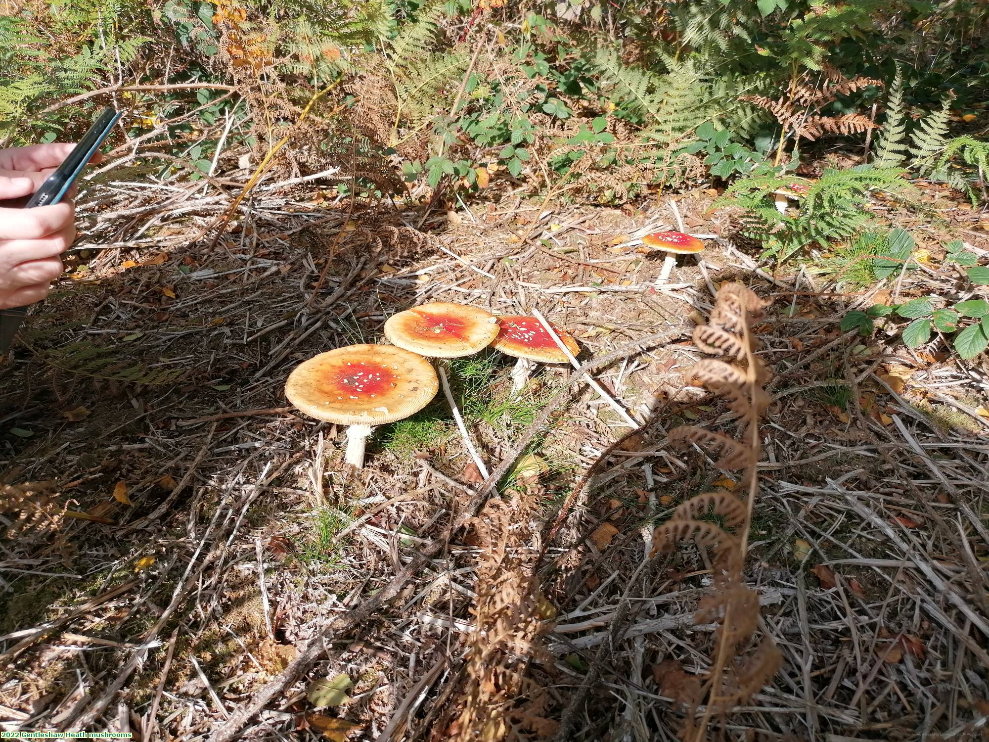 2022 Gentleshaw Heath mushrooms