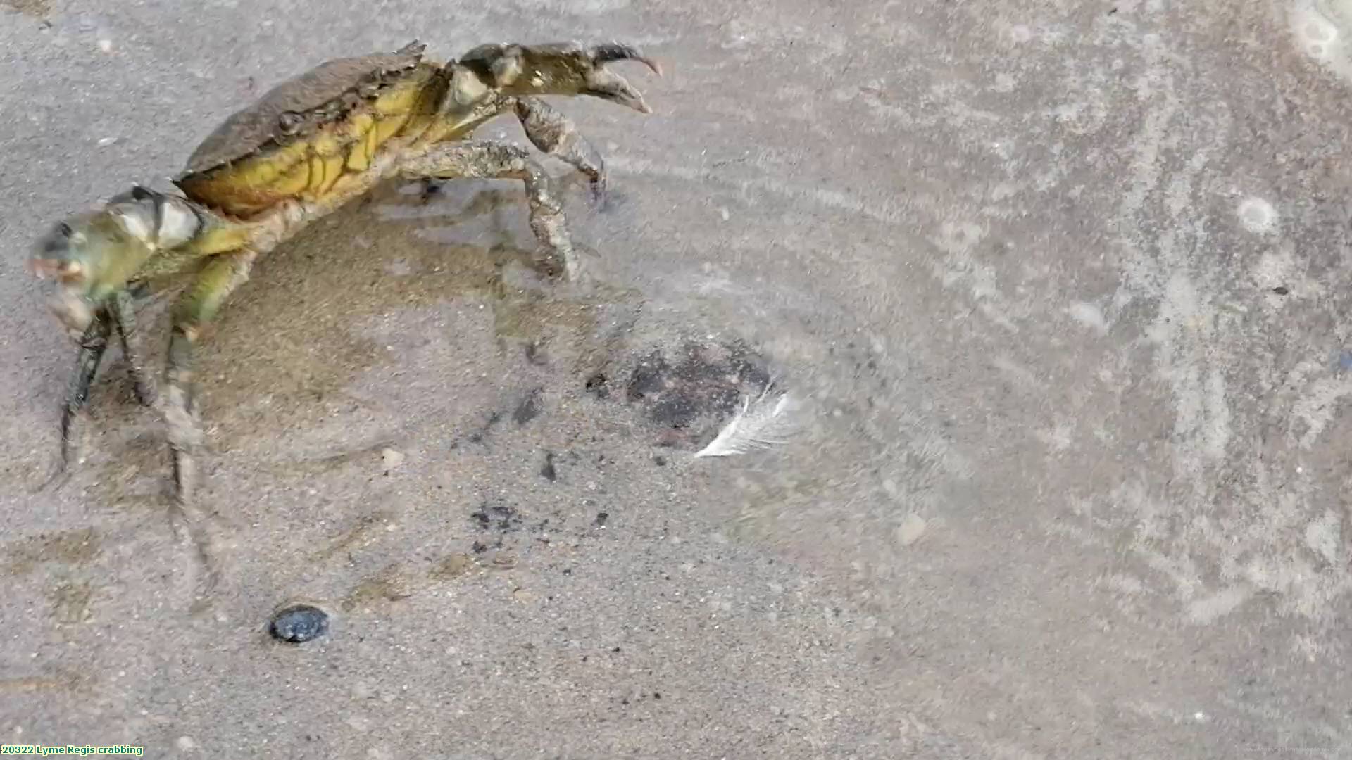 2022 Lyme Regis crabbing