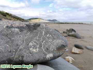  lyme3a 2022 Lyme Regis Fossil hunting