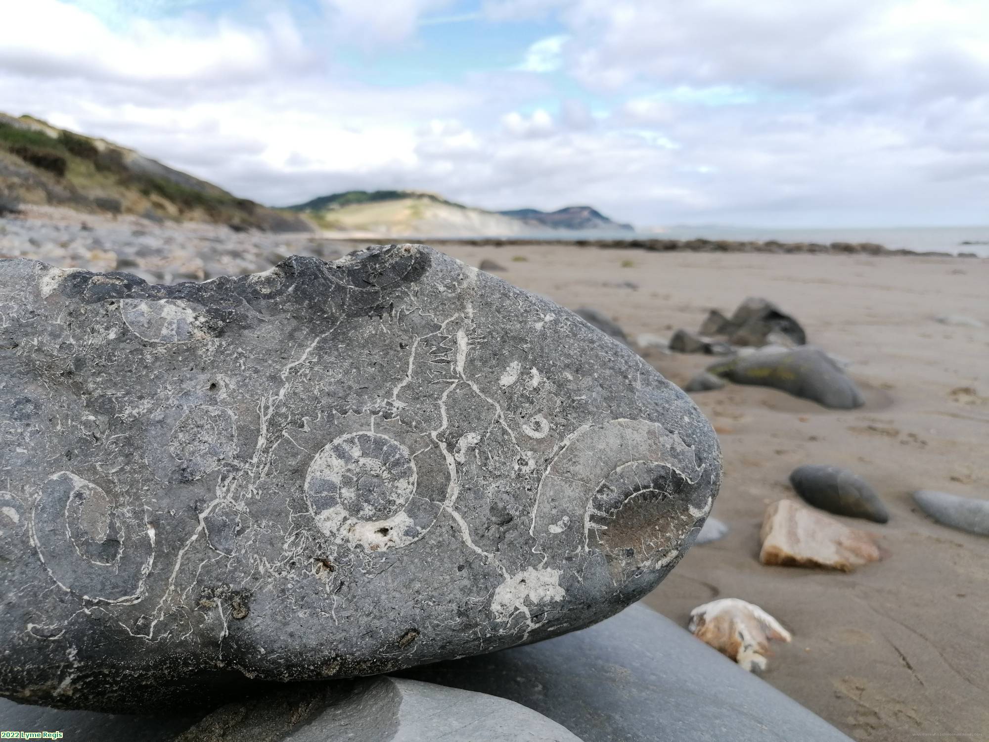 2022 Lyme Regis Fossil hunting